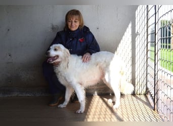 Gualter - und der staubige, unsichtbare Koffer