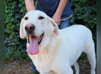 Scoutie - Scoutie hat Fernweh nach Liebe