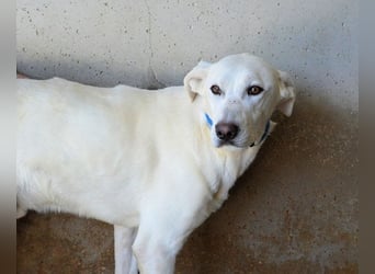 Armindo - aller guten Dinge sind drei