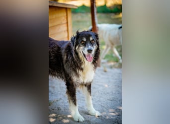 Kuno - Ein Ende in Sicht?