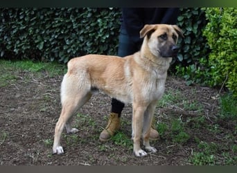 Anthaniel - Groß genug für "Wow" - zu charmant für "Weiter".