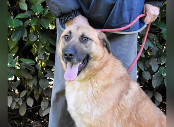 Anthaniel - Groß genug für "Wow" - zu charmant für "Weiter".