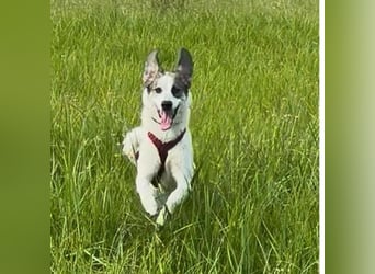 Nelly sucht dich - Groß, liebenswert und voller Herz