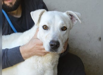 Benoit - SOS - Hellbraune Augen, die sich nach Liebe sehen