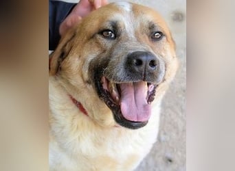 Savery - Drei Leben. Drei Chancen.