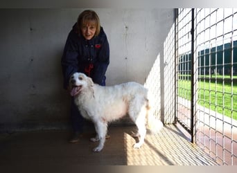 Gualter - und der staubige, unsichtbare Koffer