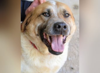 Savery - Drei Leben. Drei Chancen.