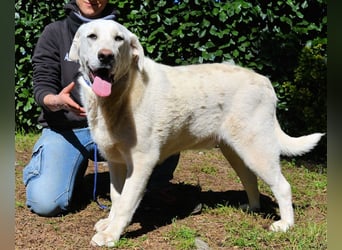 Scoutie - Scoutie hat Fernweh nach Liebe