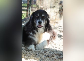 Kuno - Ein Ende in Sicht?