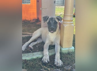 Inga - (Dringend Pflegestelle oder Zuhause gesucht)  Zwei kleine Hunde und ...