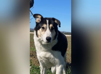 Giangy - Lebens- und Liebesverlängernde Maßnahmen