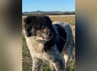 Ray - Zeig mir die Welt außerhalb des Zwingers...