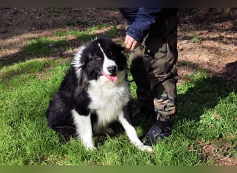 Frasio - Wenn Lebendigkeit zum Verhängnis wird