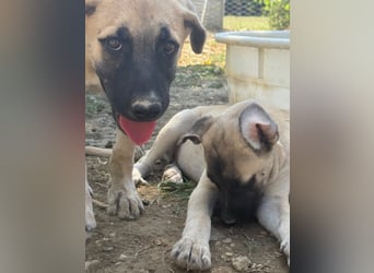 Inga - (Dringend Pflegestelle oder Zuhause gesucht)  Zwei kleine Hunde und ...