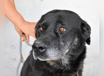 Idrysh - große Hunde werfen lange Schatten