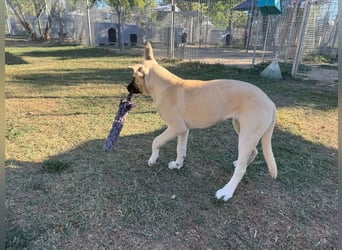 Inga - (Dringend Pflegestelle oder Zuhause gesucht)  Zwei kleine Hunde und ...