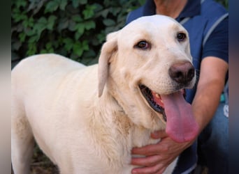 Scoutie - Scoutie hat Fernweh nach Liebe