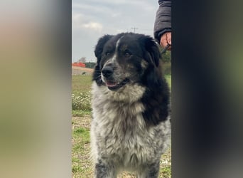 Ray - Zeig mir die Welt außerhalb des Zwingers...