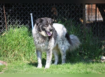 Ray - Zeig mir die Welt außerhalb des Zwingers...