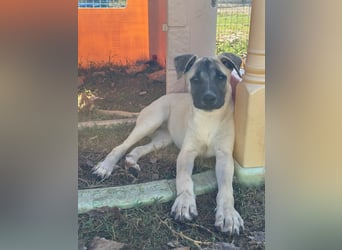 Inga - (Dringend Pflegestelle oder Zuhause gesucht)  Zwei kleine Hunde und ...