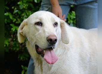 Scoutie - Scoutie hat Fernweh nach Liebe