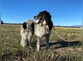 Ray - Zeig mir die Welt außerhalb des Zwingers...