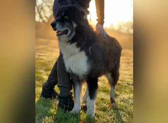 Kuno - Ein Ende in Sicht?