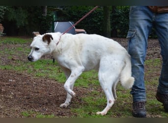 El Fava - hübscher Junge mit braunen Öhrchen