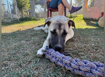 Inga - (Dringend Pflegestelle oder Zuhause gesucht)  Zwei kleine Hunde und ...