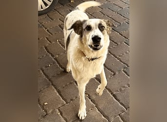 Nelly sucht dich - Groß, liebenswert und voller Herz