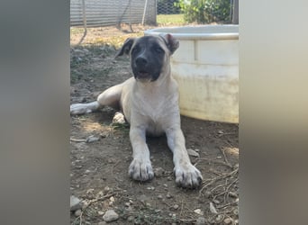 Inga - (Dringend Pflegestelle oder Zuhause gesucht)  Zwei kleine Hunde und ...