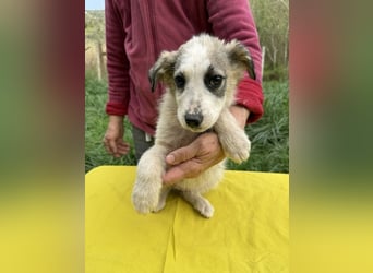 Nelly sucht dich - Groß, liebenswert und voller Herz