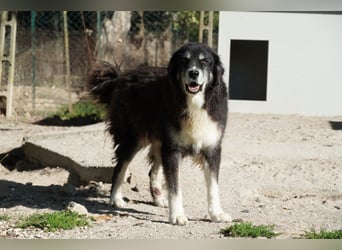 Kuno - Ein Ende in Sicht?