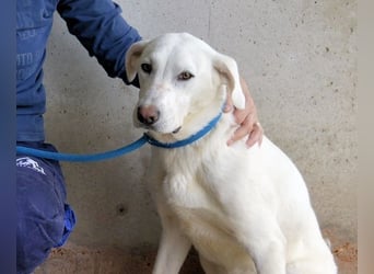 Armindo - aller guten Dinge sind drei