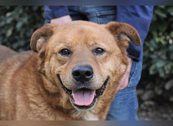 Vivaldo - ...steht vor der falschen Tür