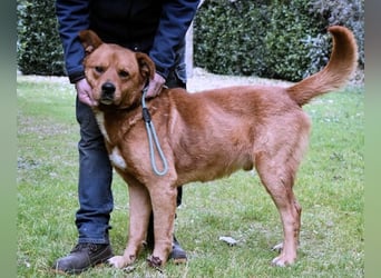 Vivaldo - ...steht vor der falschen Tür