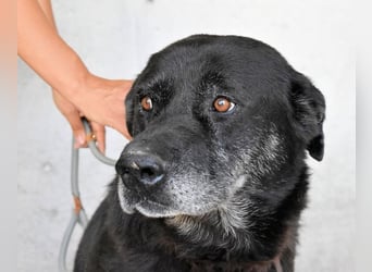Idrysh - große Hunde werfen lange Schatten