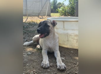 Inga - (Dringend Pflegestelle oder Zuhause gesucht)  Zwei kleine Hunde und ...
