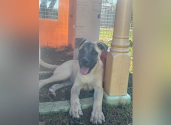 Inga - (Dringend Pflegestelle oder Zuhause gesucht)  Zwei kleine Hunde und ...