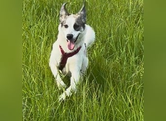 Nelly sucht dich - Groß, liebenswert und voller Herz