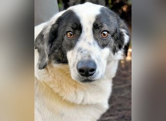 Archie - Die Hoffnung stirbt zuletzt