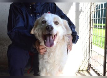 Gualter - und der staubige, unsichtbare Koffer