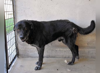 Idrysh - große Hunde werfen lange Schatten