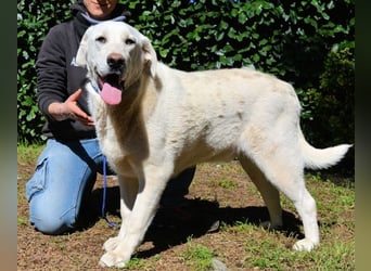 Scoutie - Scoutie hat Fernweh nach Liebe
