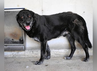 Idrysh - große Hunde werfen lange Schatten
