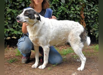 Archie - Die Hoffnung stirbt zuletzt