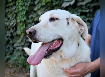 Scoutie - Scoutie hat Fernweh nach Liebe