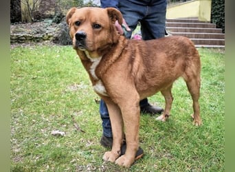 Vivaldo - ...steht vor der falschen Tür