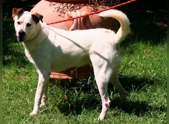 El Fava - hübscher Junge mit braunen Öhrchen