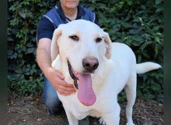 Scoutie - Scoutie hat Fernweh nach Liebe